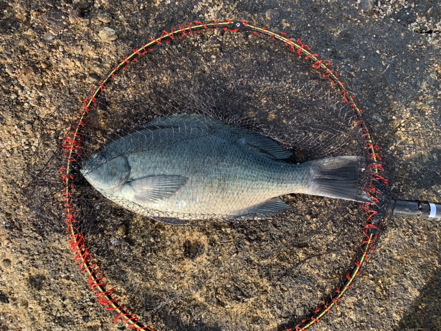 沖の平瀬 4月も中旬なのに 良型クロゲット 長崎市伊王島沖a級ポイント 沖の平瀬 21年4月11日 フカセハック